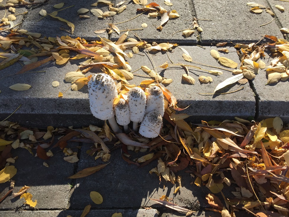 foto julie paddenstoelen stoep kopie